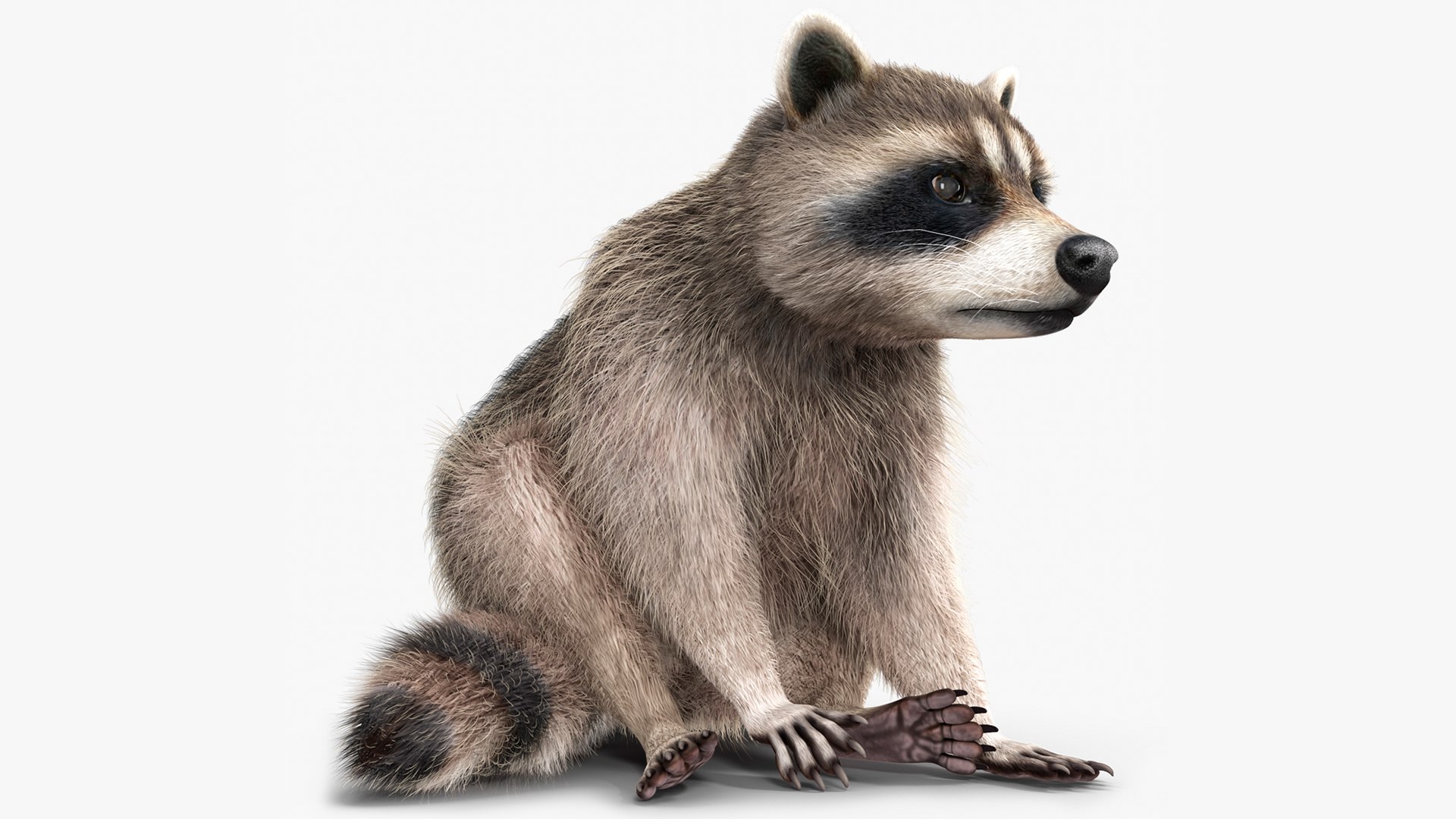 Raccoon Sitting Pose Fur 3D model preview