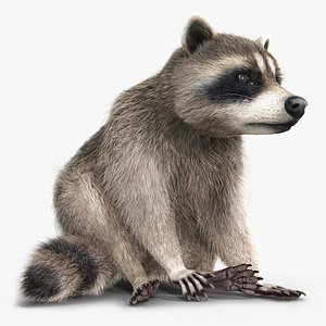 Raccoon Sitting Pose Fur 3D model