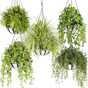3D Collection plant vol 240 - ampelous  - plants - suspension
