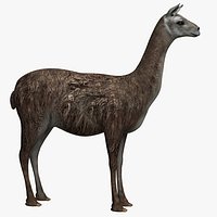 Llama New