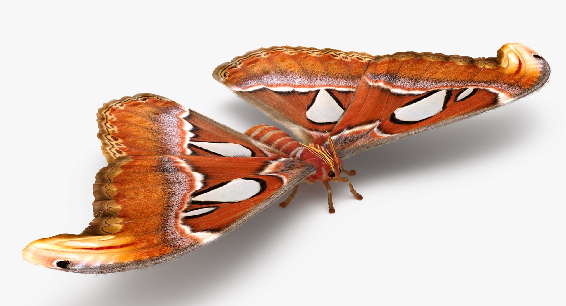 3D Butterflies Fur Collection https://p.turbosquid.com/ts-thumb/GL/HW5CeI/ql/butterflies_fur_collection_010/jpg/1780211024/1920x1080/fit_q87/c19381253f4887cd067164c6ef0eb7a436fab9f4/butterflies_fur_collection_010.jpg