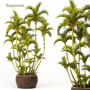 Roystonea royal palm
