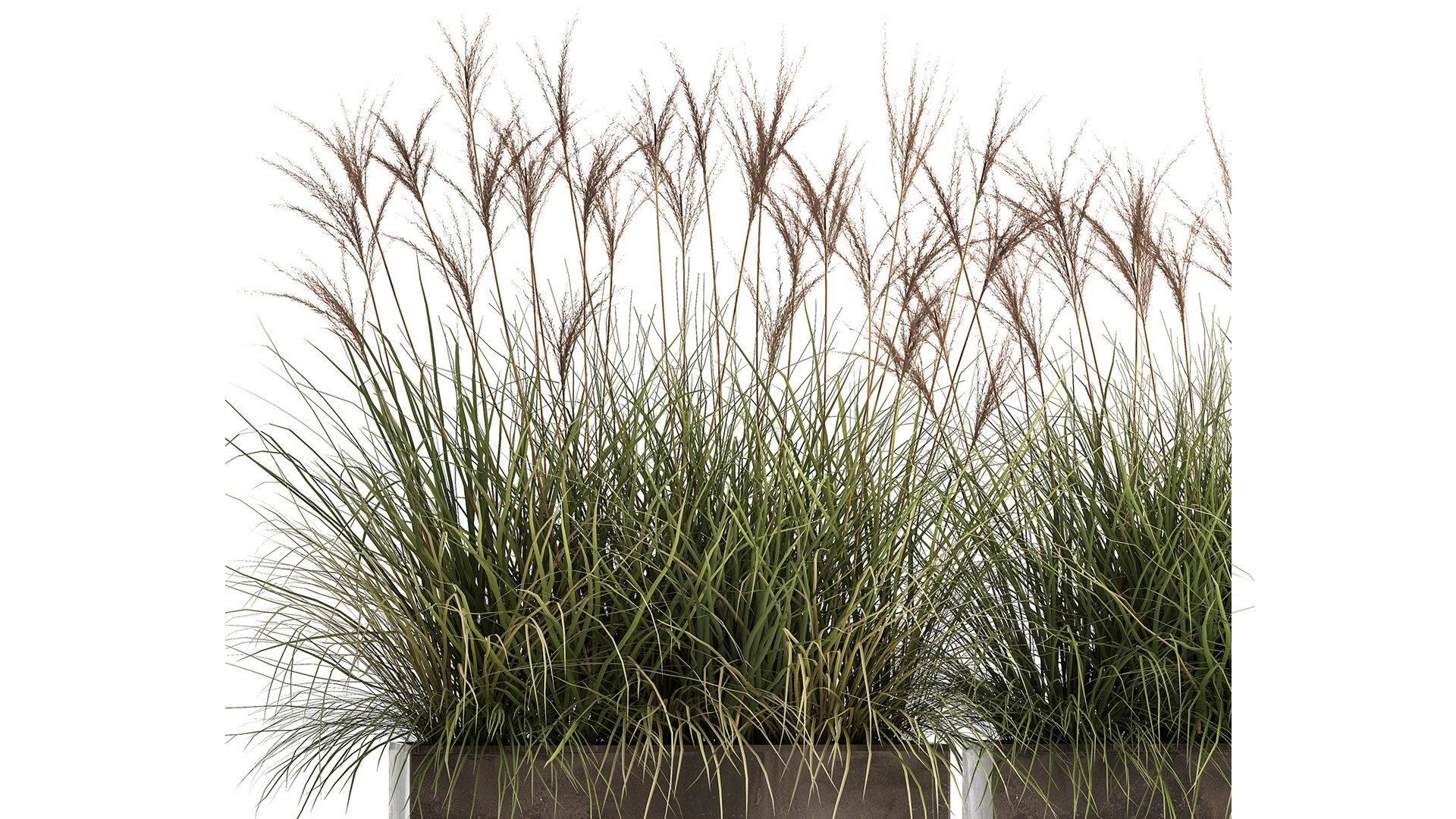 Reeds in a rusty flower pot for the interior 933 3D - TurboSquid 1722277