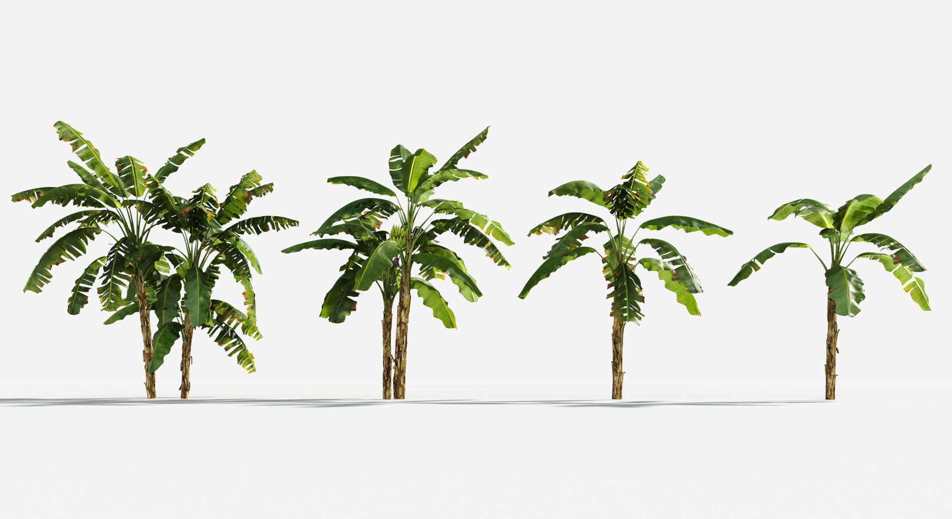 Rainforest Collection 3D https://p.turbosquid.com/ts-thumb/GL/V2msr4/09/edible_banana3/jpg/1623138039/1920x1080/fit_q87/4fe44c0dd2c571ad6707a15d04198f03f8cc795b/edible_banana3.jpg
