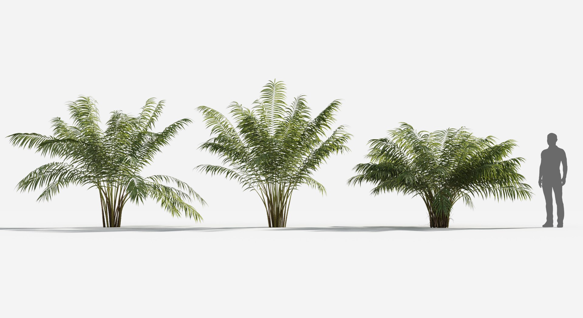 Rainforest Collection 3D https://p.turbosquid.com/ts-thumb/GL/V2msr4/1c/salac_palm1/jpg/1623138055/1920x1080/fit_q87/2a36225b62d2aad486a18212eec5e813d5afde27/salac_palm1.jpg