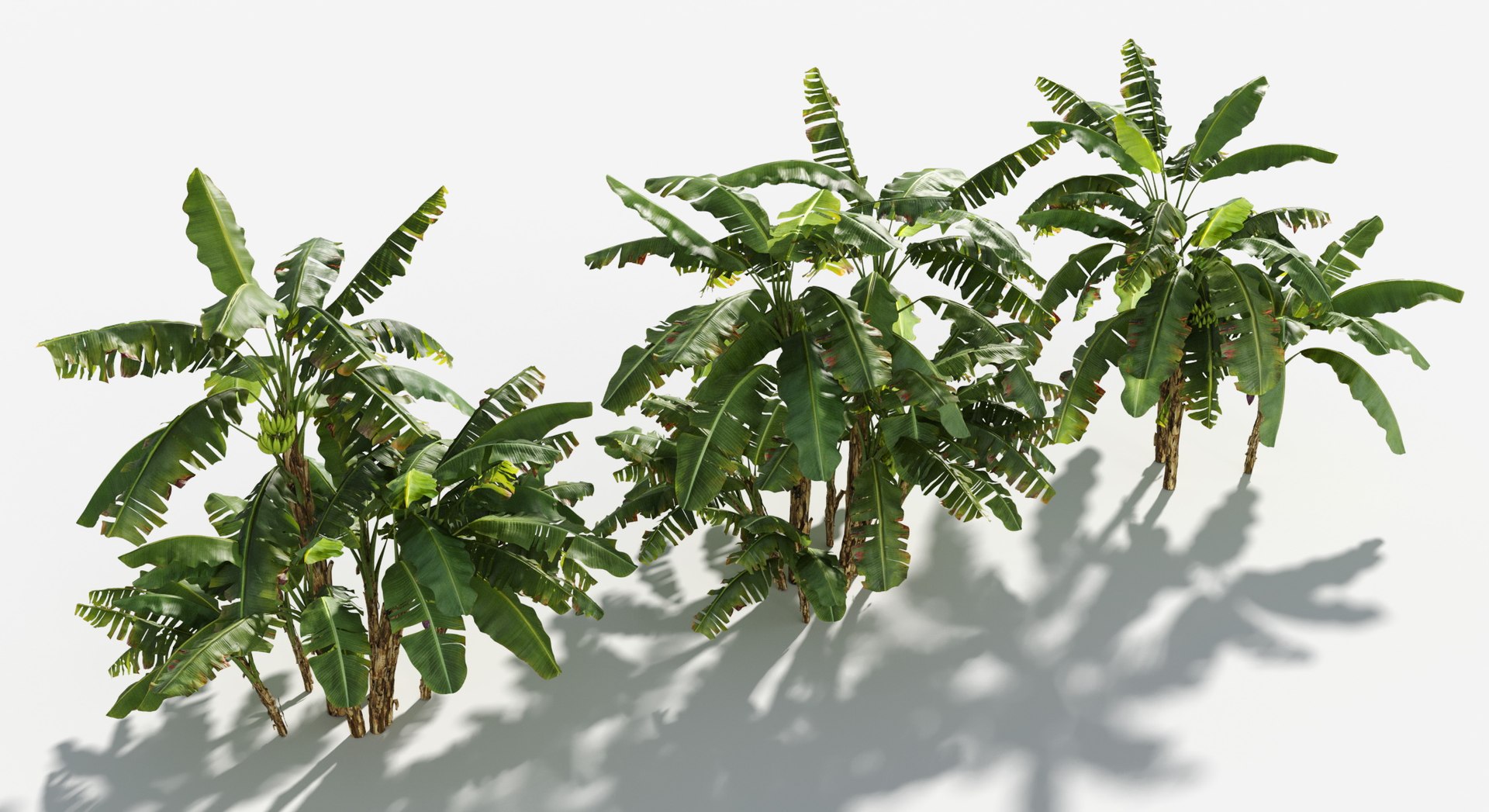Rainforest Collection 3D https://p.turbosquid.com/ts-thumb/GL/V2msr4/2P/edible_banana2/jpg/1623161370/1920x1080/fit_q87/cabc6221f9920a0ab7ddce22da30945aa2ec9631/edible_banana2.jpg