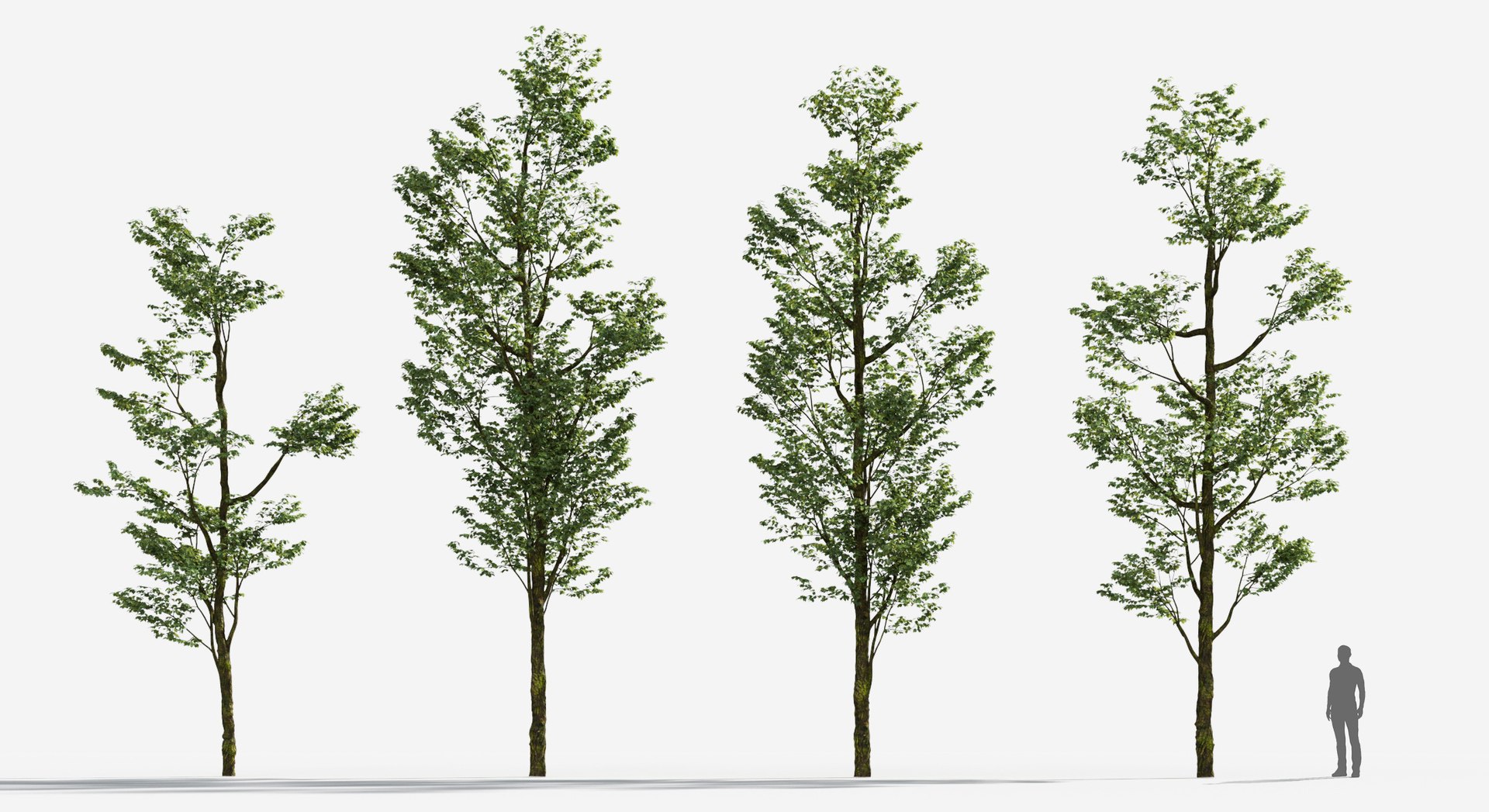 Rainforest Collection 3D https://p.turbosquid.com/ts-thumb/GL/V2msr4/3X/tree_031/jpg/1623138936/1920x1080/fit_q87/4473cc36e81747e2cd79b7ea0dff9f77e9179a73/tree_031.jpg