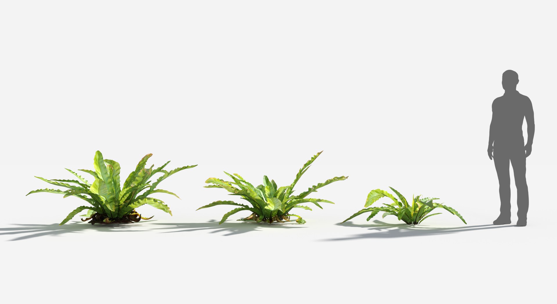 Rainforest Collection 3D https://p.turbosquid.com/ts-thumb/GL/V2msr4/7r/bird_nest_fern1/jpg/1623138076/1920x1080/fit_q87/c8aa6d0cfaee0ccdae923e4ab4dcc576d0f29822/bird_nest_fern1.jpg