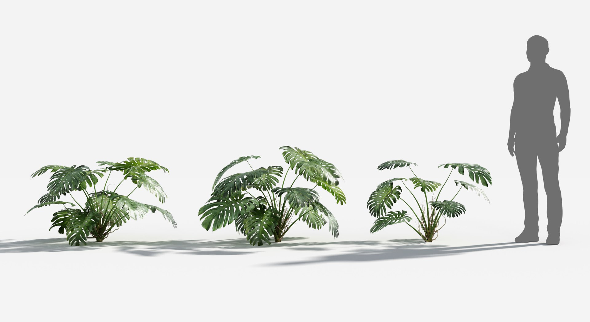 Rainforest Collection 3D https://p.turbosquid.com/ts-thumb/GL/V2msr4/8O/monstera1/jpg/1623138054/1920x1080/fit_q87/c2f94e590310f05bee5d9041af7771e3ae8715ad/monstera1.jpg