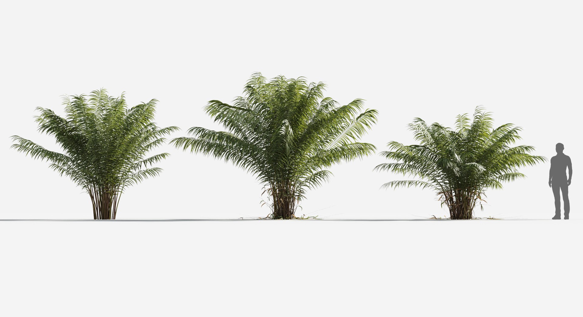 Rainforest Collection 3D https://p.turbosquid.com/ts-thumb/GL/V2msr4/A2/salac_palm2/jpg/1623138062/1920x1080/fit_q87/cd874f2ed5f63796a259618fa32bf048084d12f6/salac_palm2.jpg