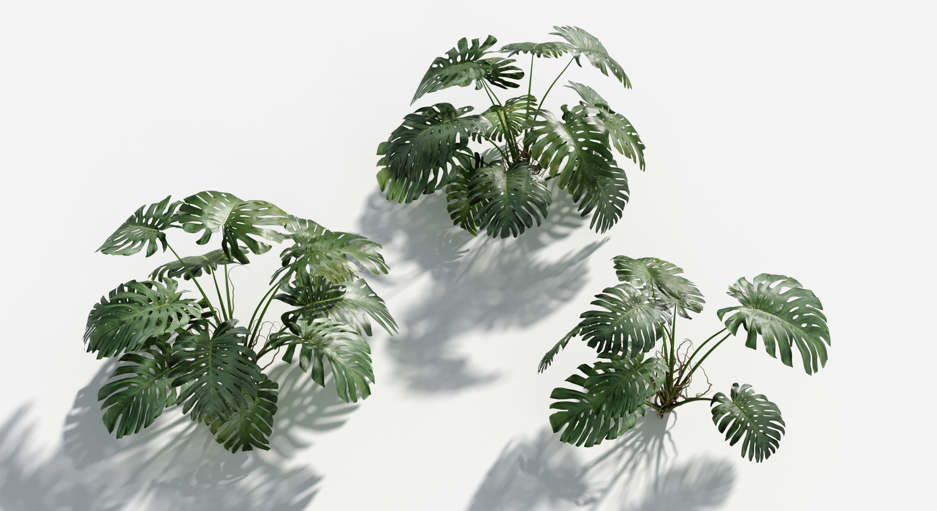 Rainforest Collection 3D https://p.turbosquid.com/ts-thumb/GL/V2msr4/Al/monstera3/jpg/1623161376/1920x1080/fit_q87/e46df4e2db22b772d29a25aeaf5ec4518a6dbb85/monstera3.jpg