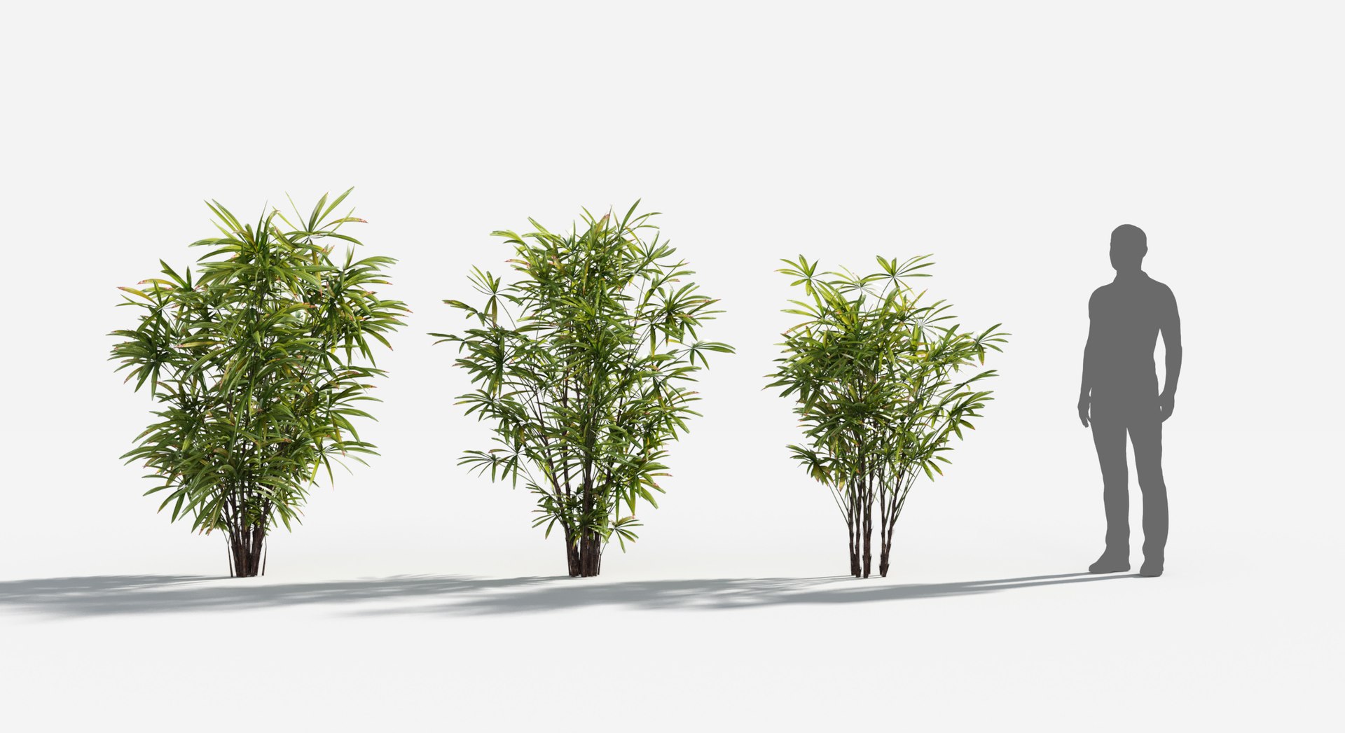 Rainforest Collection 3D https://p.turbosquid.com/ts-thumb/GL/V2msr4/Fm/bamboopalm1/jpg/1623138049/1920x1080/fit_q87/b0b0938134ebb14259b2dfc7cab36faee9d1a092/bamboopalm1.jpg