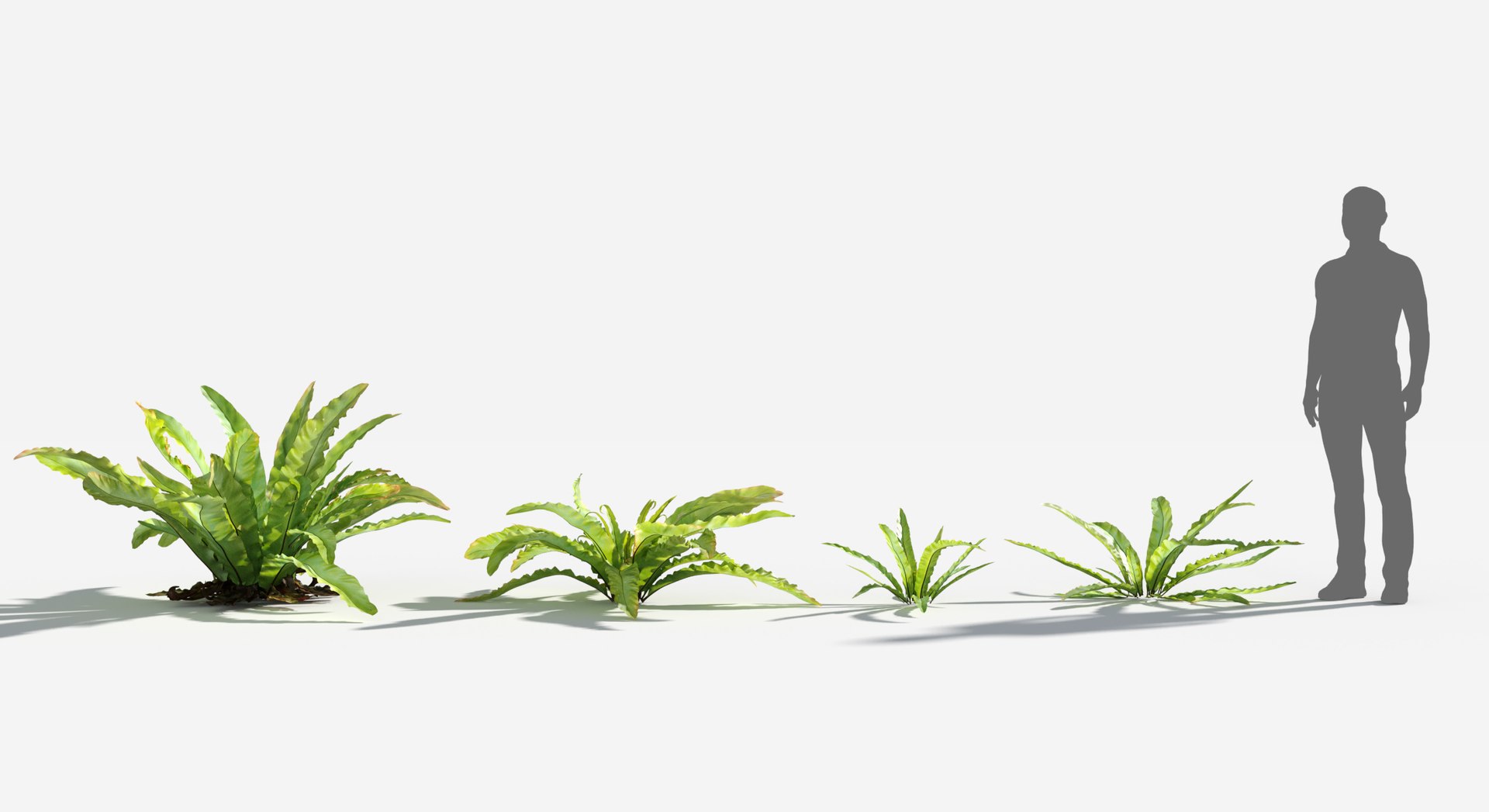 Rainforest Collection 3D https://p.turbosquid.com/ts-thumb/GL/V2msr4/H4/bird_nest_fern2/jpg/1623138064/1920x1080/fit_q87/a888cab6ae125a3514fe741ba303c7a156faa784/bird_nest_fern2.jpg
