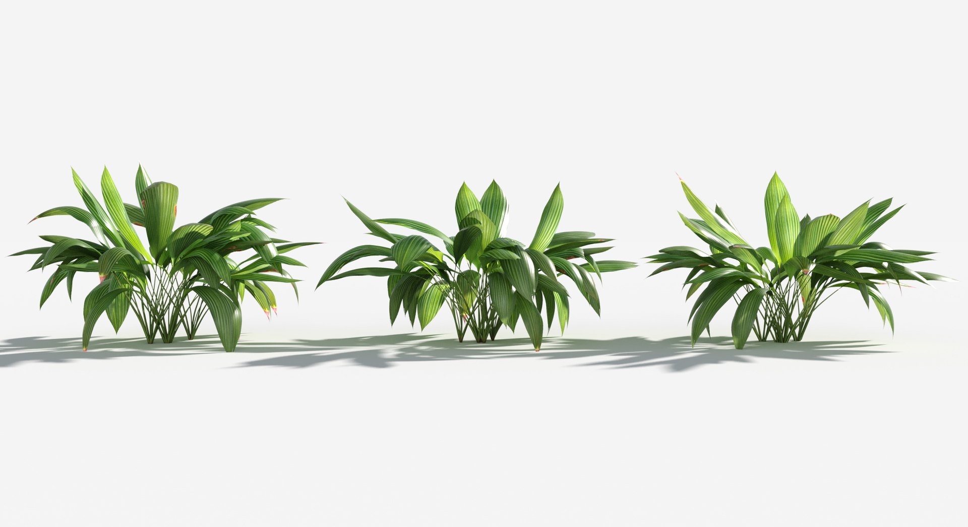 Rainforest Collection 3D https://p.turbosquid.com/ts-thumb/GL/V2msr4/K4/giant_palm_grass1/jpg/1623138042/1920x1080/fit_q87/1a737d97c5b22ab5e59d6e1f89f52e7484ee4524/giant_palm_grass1.jpg