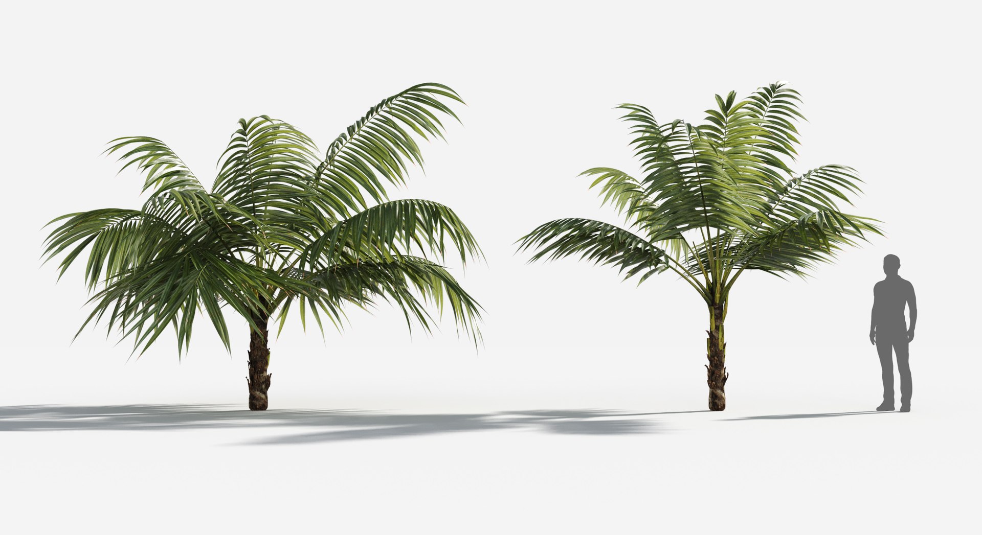 Rainforest Collection 3D https://p.turbosquid.com/ts-thumb/GL/V2msr4/Kn/palm_kentia1/jpg/1623138049/1920x1080/fit_q87/396a9017304cc89b9be5105b315618e78934443b/palm_kentia1.jpg
