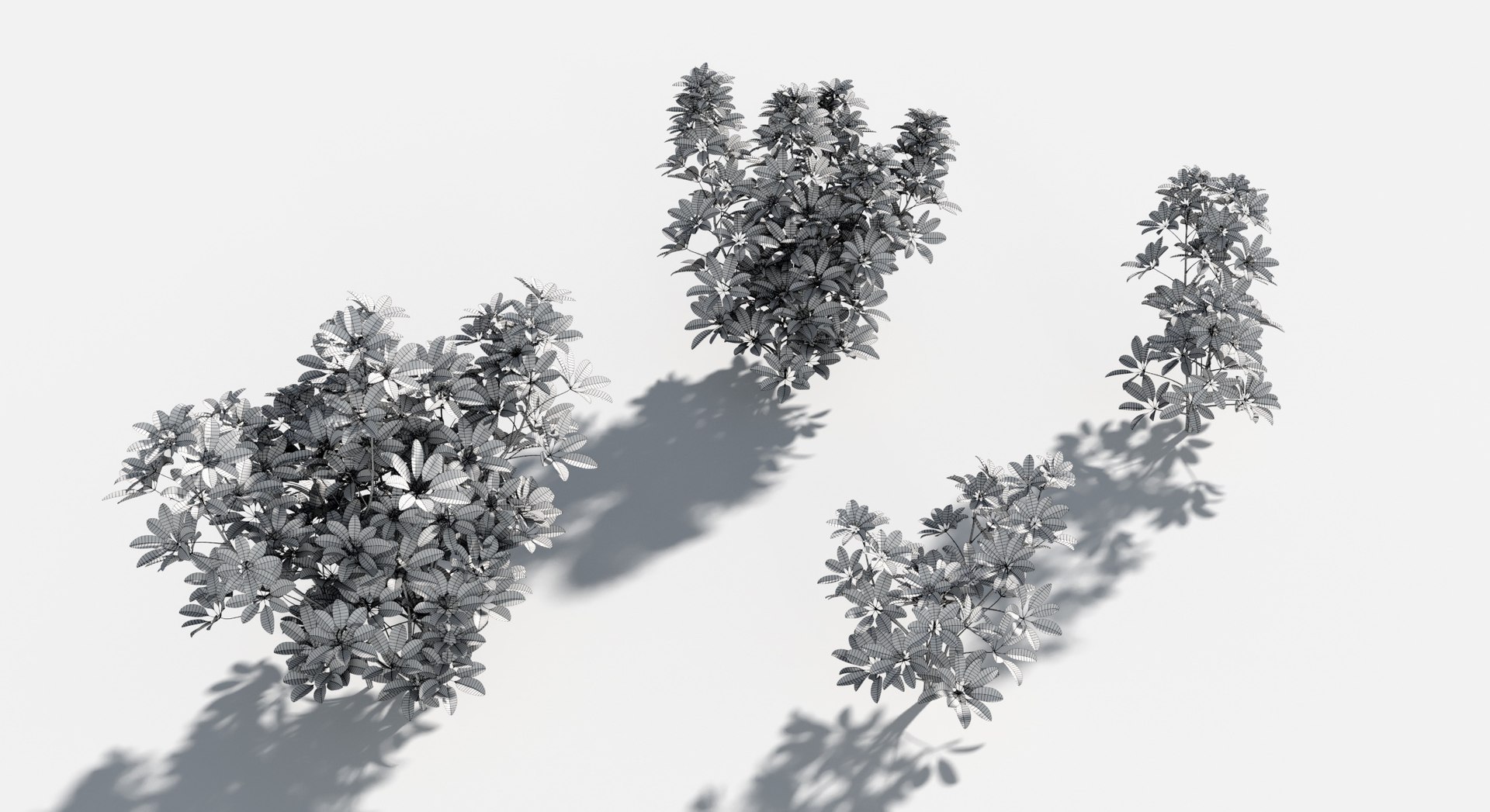 Rainforest Collection 3D https://p.turbosquid.com/ts-thumb/GL/V2msr4/LD/dwarf_umbrella3/jpg/1623161354/1920x1080/fit_q87/bc500fafcbbb32b3f8872c56a0058b51ea31d1c3/dwarf_umbrella3.jpg