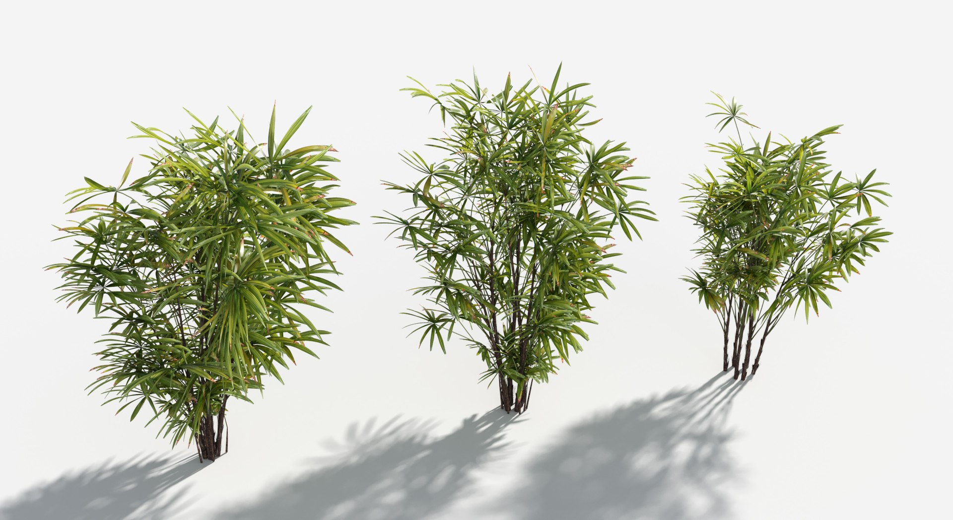 Rainforest Collection 3D https://p.turbosquid.com/ts-thumb/GL/V2msr4/P6/bamboopalm3/jpg/1623161375/1920x1080/fit_q87/ab76beaf7367c3639c64b7f835c91534558ae2ca/bamboopalm3.jpg