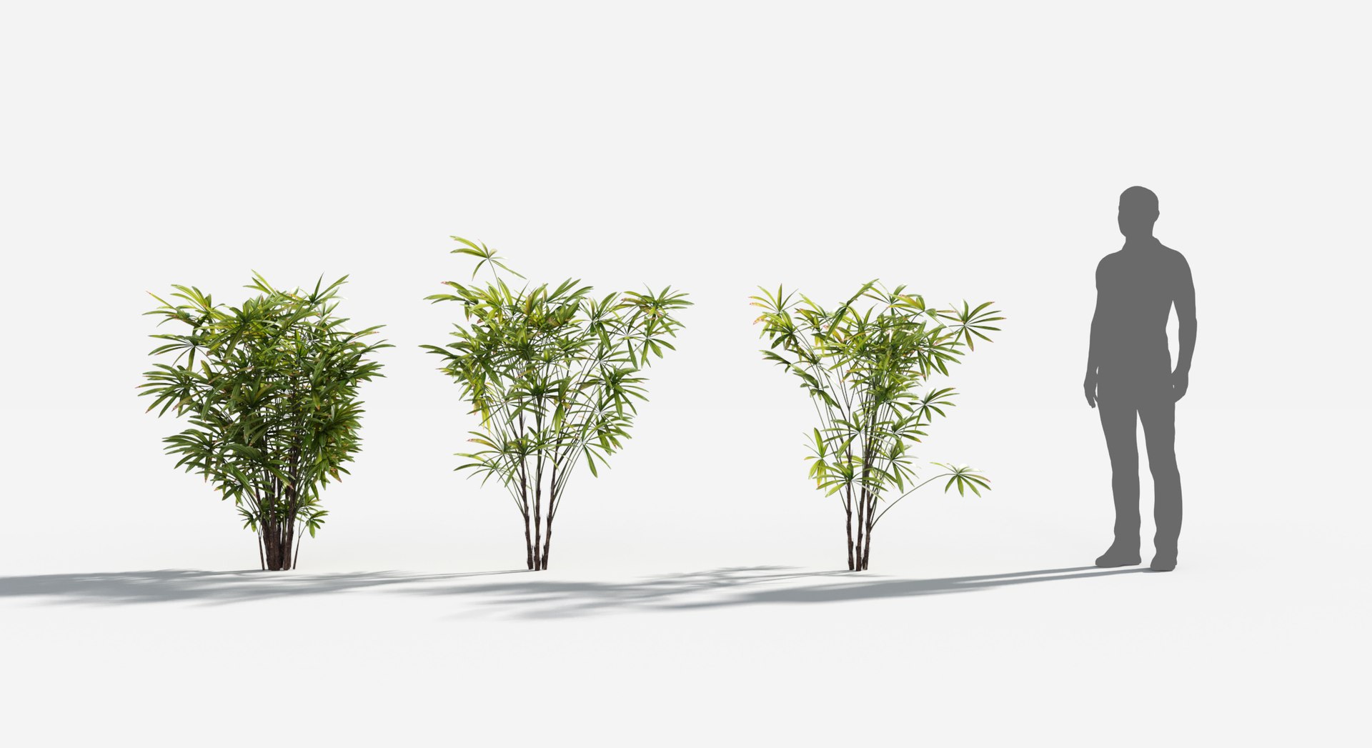 Rainforest Collection 3D https://p.turbosquid.com/ts-thumb/GL/V2msr4/WI/bamboopalm2/jpg/1623138057/1920x1080/fit_q87/b4219584ca01ea94c1543a07fe8d802da388eebd/bamboopalm2.jpg