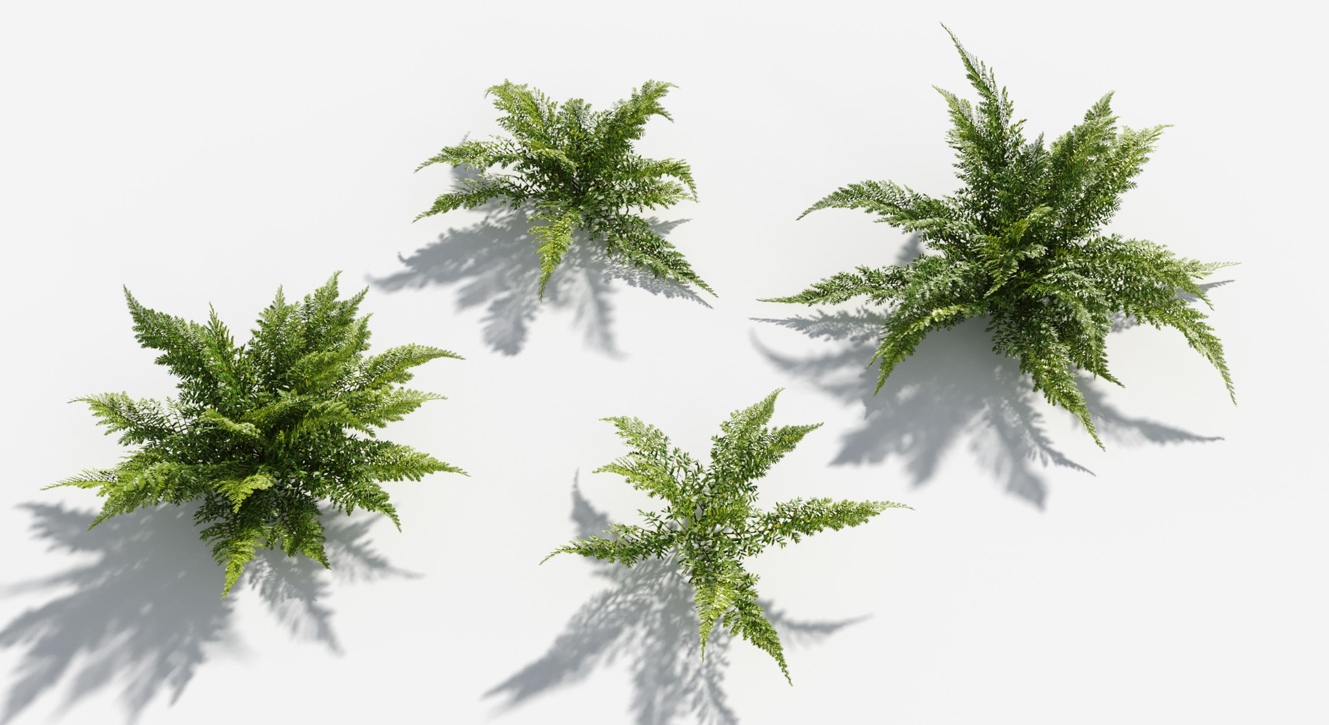 Rainforest Collection 3D https://p.turbosquid.com/ts-thumb/GL/V2msr4/YV/boston_fern2/jpg/1623161380/1920x1080/fit_q87/8f4e0c935e4e2ee7459f701864d0cce8240c9aac/boston_fern2.jpg