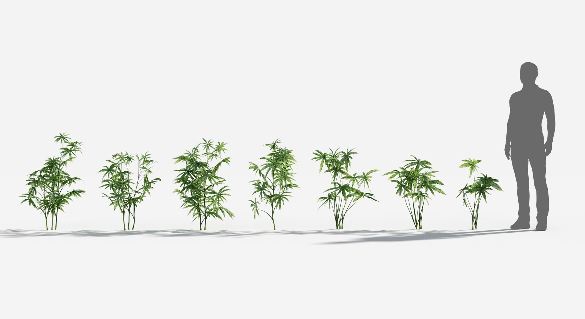 Rainforest Collection 3D https://p.turbosquid.com/ts-thumb/GL/V2msr4/ao/marihuana1/jpg/1623138069/1920x1080/fit_q87/1e0e78a2d70cef1c28eeb65e798ce4a1a1057249/marihuana1.jpg