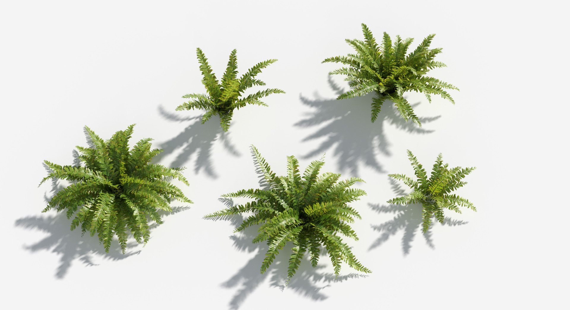 Rainforest Collection 3D https://p.turbosquid.com/ts-thumb/GL/V2msr4/br/sword_fern2/jpg/1623161377/1920x1080/fit_q87/dfe737dc7b84f4da4da79e053f54f108098552fb/sword_fern2.jpg