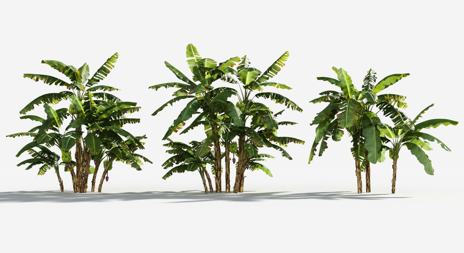 Rainforest Collection 3D https://p.turbosquid.com/ts-thumb/GL/V2msr4/ca/edible_banana1/jpg/1623138039/1920x1080/fit_q87/ecb233724e27895f19e513f09e6fde04bbd73096/edible_banana1.jpg