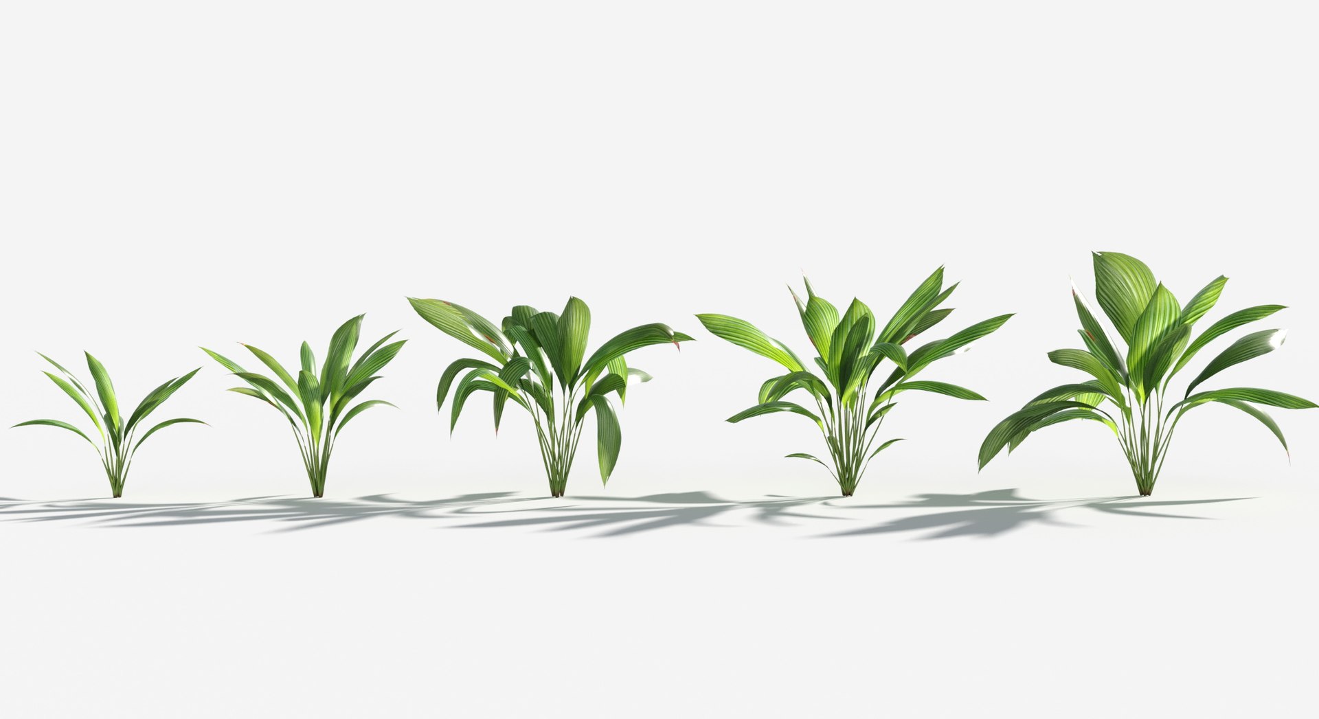 Rainforest Collection 3D https://p.turbosquid.com/ts-thumb/GL/V2msr4/du/giant_palm_grass3/jpg/1623138035/1920x1080/fit_q87/b811acf499313434d8e065d979f16e2e798df770/giant_palm_grass3.jpg