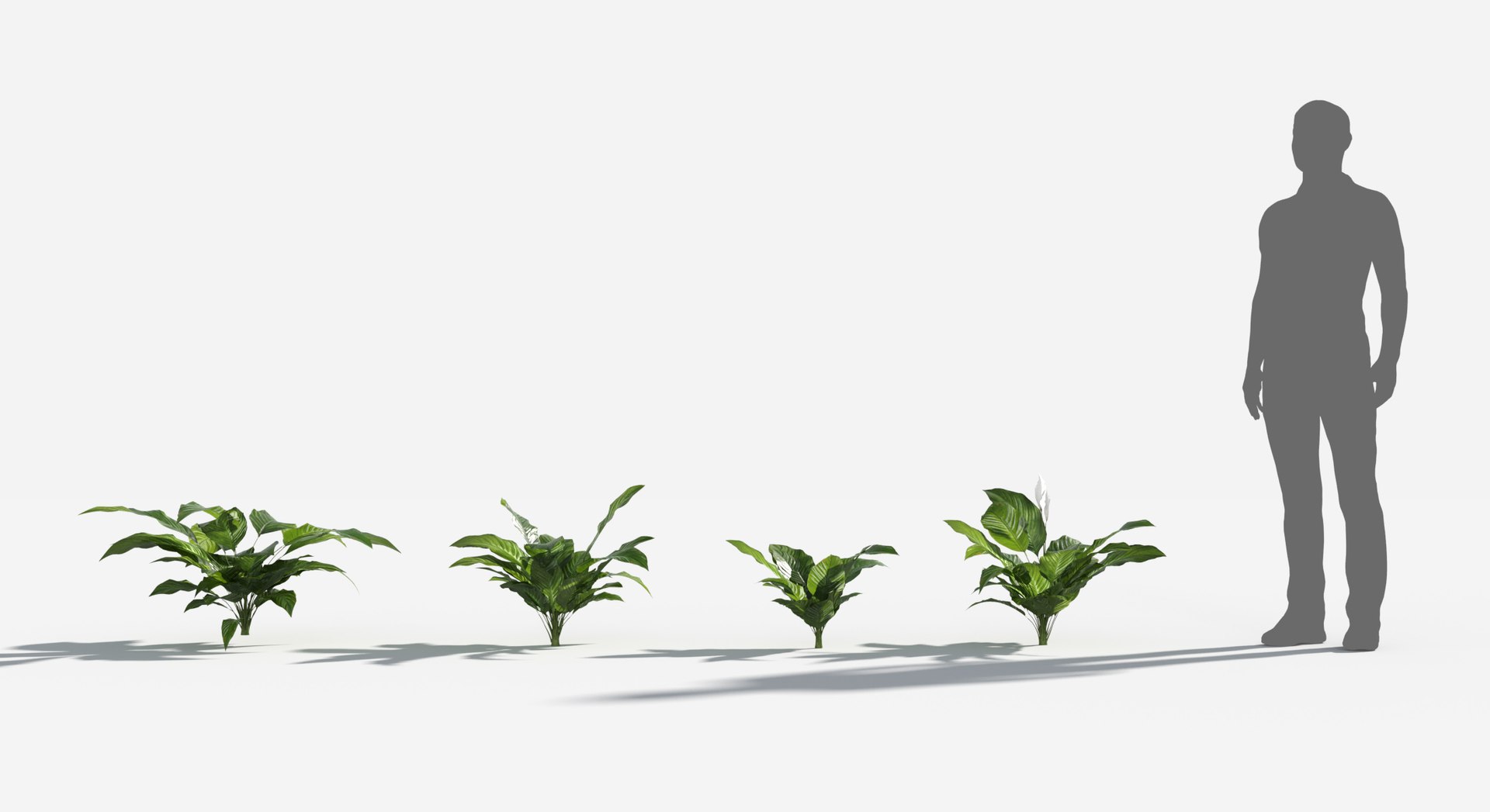 Rainforest Collection 3D https://p.turbosquid.com/ts-thumb/GL/V2msr4/n7/peace_lily2/jpg/1623138051/1920x1080/fit_q87/d59409014be032e26b6c3d46af715a457f6dd354/peace_lily2.jpg