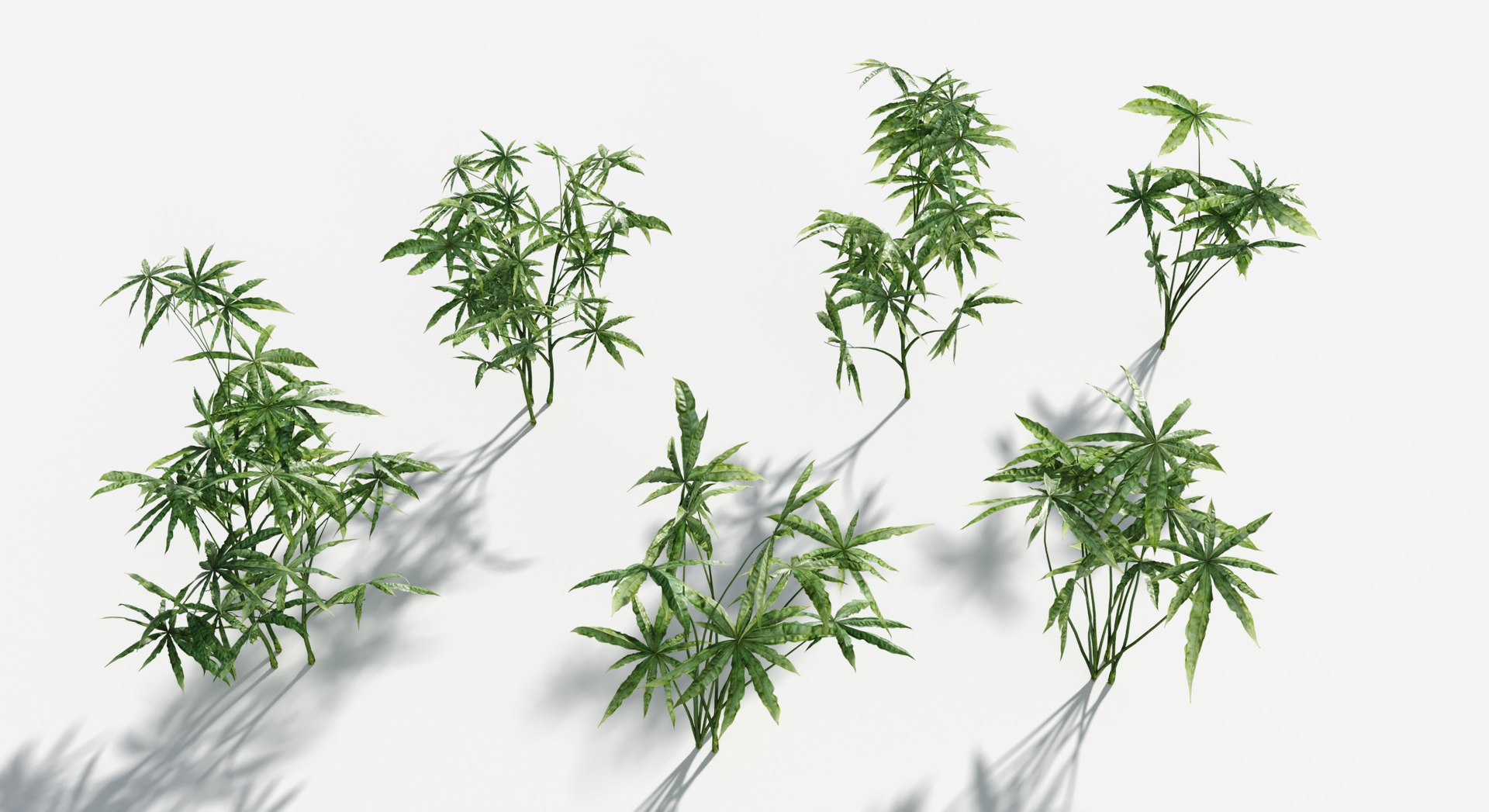 Rainforest Collection 3D https://p.turbosquid.com/ts-thumb/GL/V2msr4/nT/marihuana2/jpg/1623161379/1920x1080/fit_q87/b1b4a25415d807abbcd62d238e3f6a765fd24b9b/marihuana2.jpg