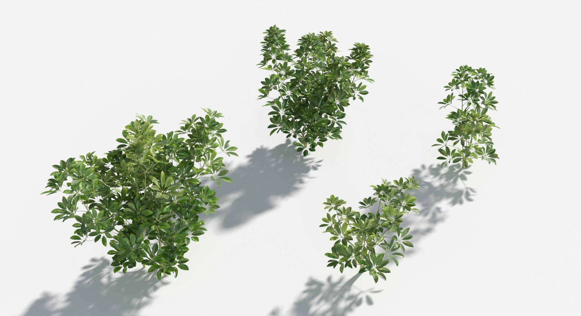 Rainforest Collection 3D https://p.turbosquid.com/ts-thumb/GL/V2msr4/oP/dwarf_umbrella2/jpg/1623161370/1920x1080/fit_q87/cac654ae5c630c95044d5b80de723b17ea6c02c4/dwarf_umbrella2.jpg