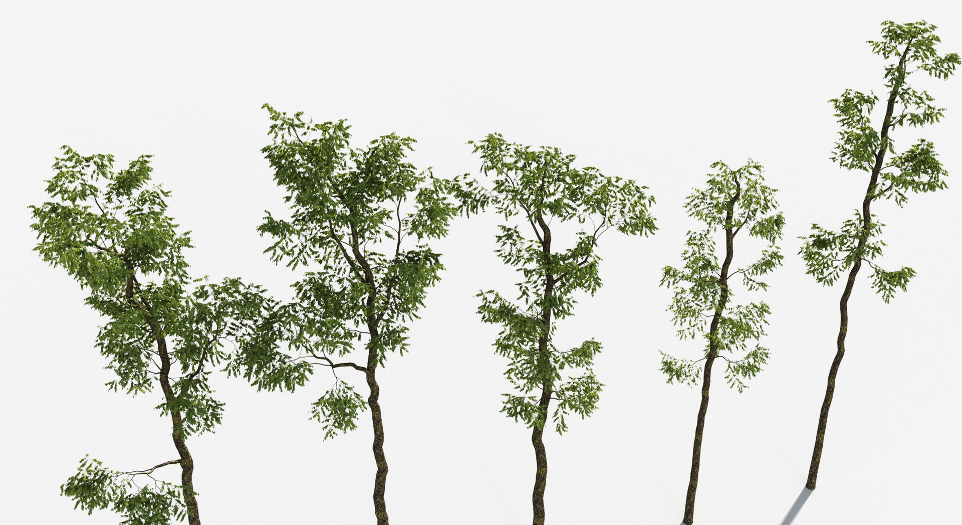 Rainforest Collection 3D https://p.turbosquid.com/ts-thumb/GL/V2msr4/oT/tree_042/jpg/1623161387/1920x1080/fit_q87/940776dacc509d1e551242c4ac594427dd3389c9/tree_042.jpg