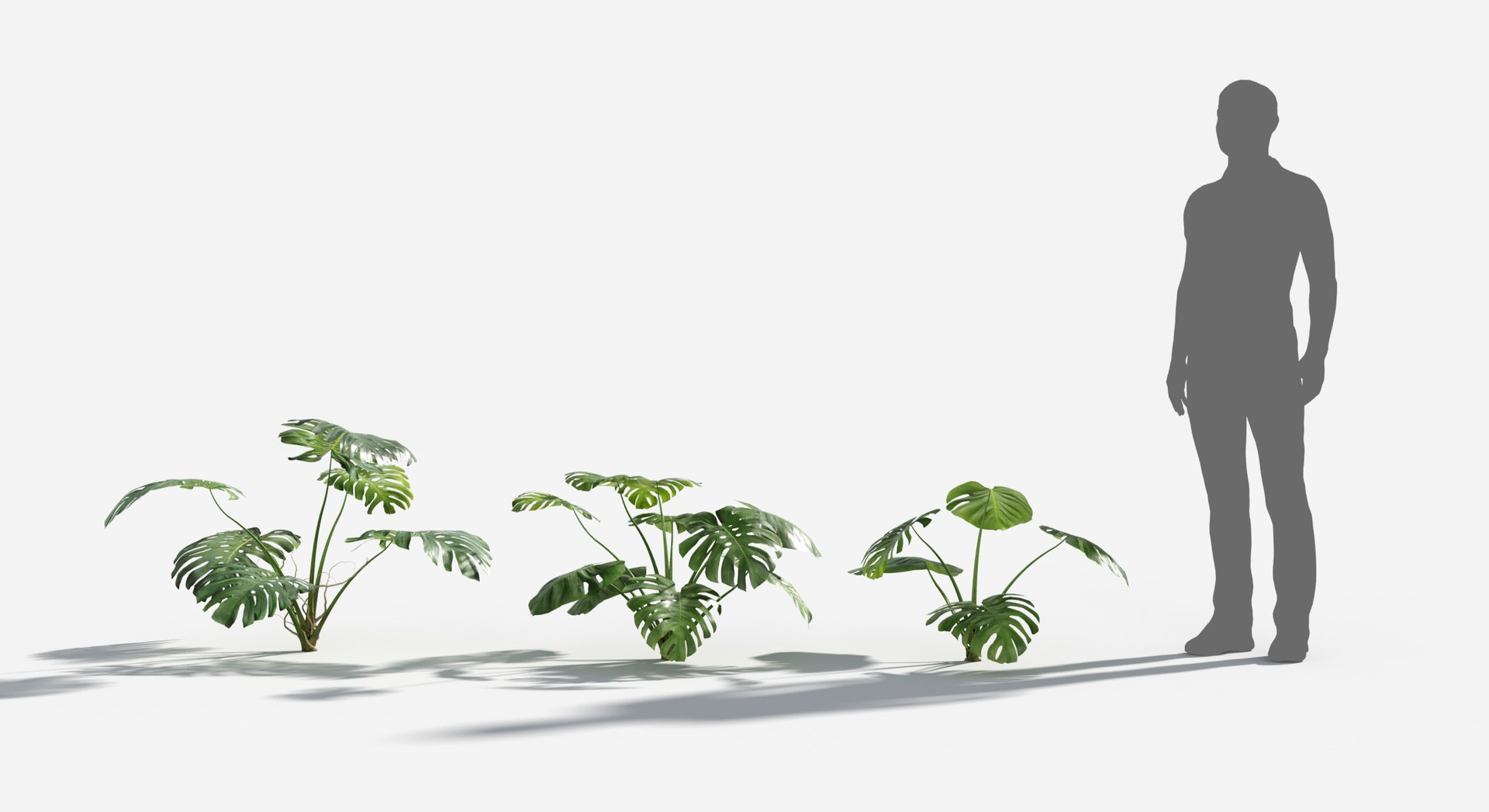 Rainforest Collection 3D https://p.turbosquid.com/ts-thumb/GL/V2msr4/pY/monstera2/jpg/1623138066/1920x1080/fit_q87/0a46926984032f71799e911c966404b370f5223c/monstera2.jpg