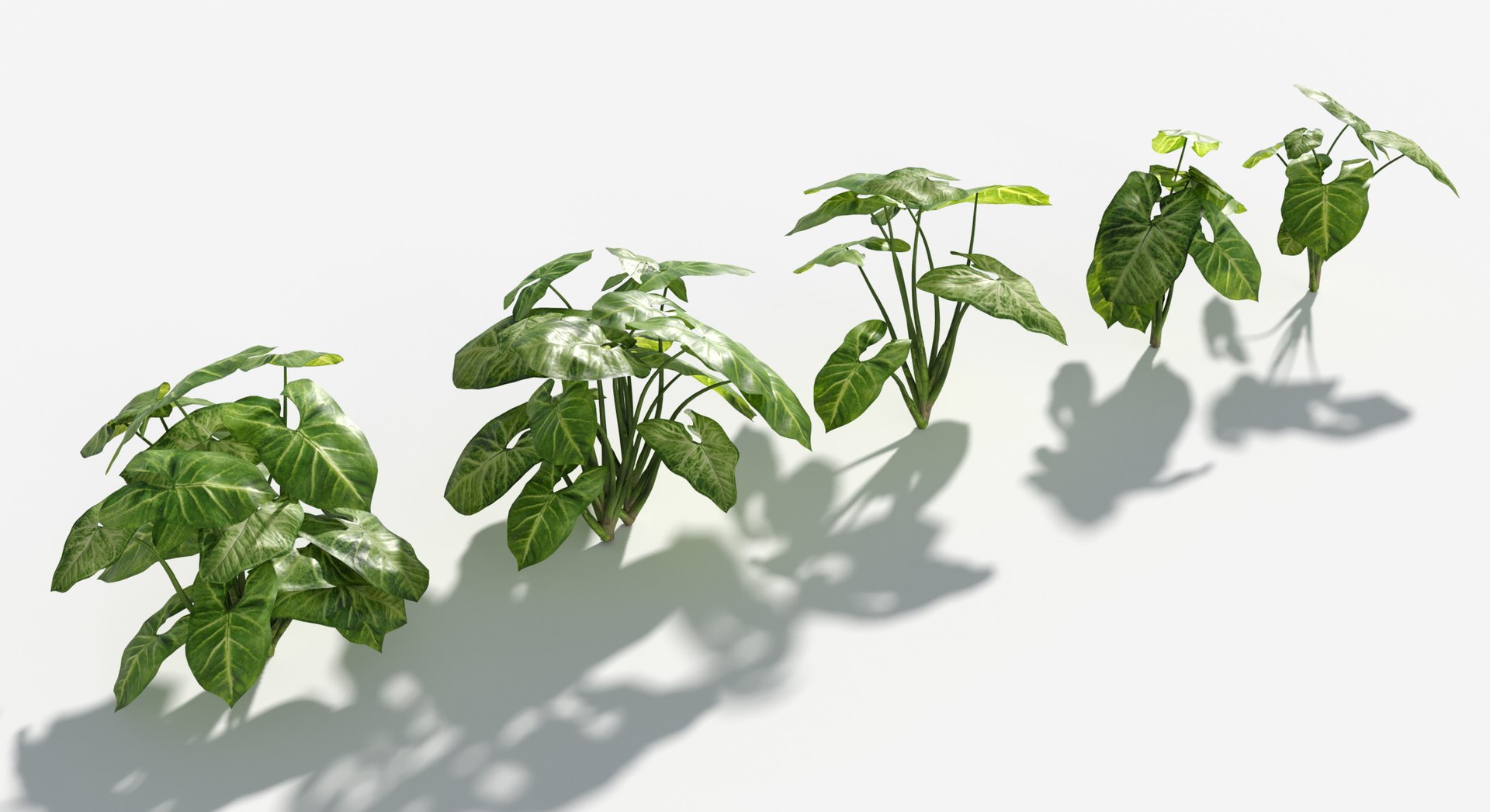 Rainforest Collection 3D https://p.turbosquid.com/ts-thumb/GL/V2msr4/rG/arrowhead_plant2/jpg/1623161345/1920x1080/fit_q87/f0fc8c43fc101d1188ee12dbf93d0040fc092610/arrowhead_plant2.jpg