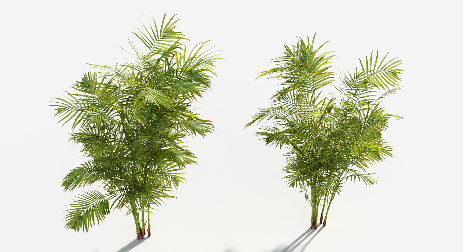 Rainforest Collection 3D https://p.turbosquid.com/ts-thumb/GL/V2msr4/s2/areca_palm3/jpg/1623161314/1920x1080/fit_q87/9d1a68969574022707524c720e8354b8e056cb31/areca_palm3.jpg