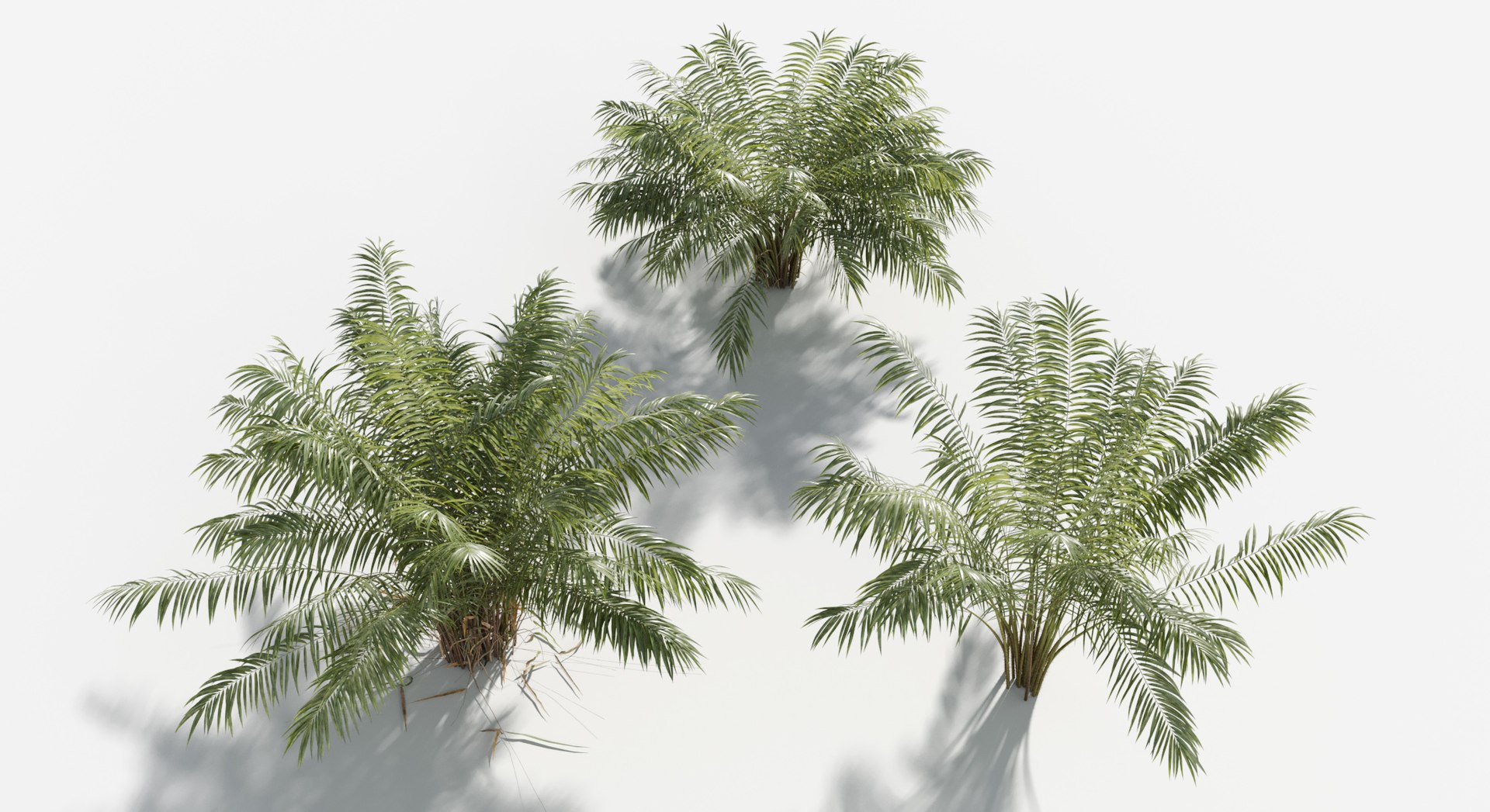 Rainforest Collection 3D https://p.turbosquid.com/ts-thumb/GL/V2msr4/tP/salac_palm3/jpg/1623161383/1920x1080/fit_q87/9d817fc7fe22fe936b61579d07ef8ba90f06e7a1/salac_palm3.jpg