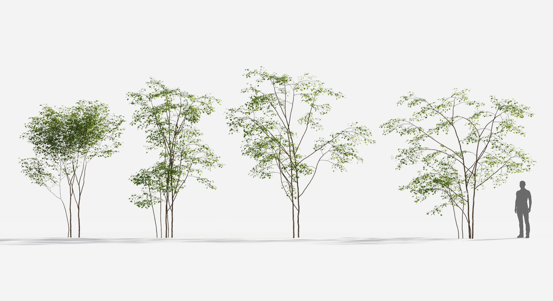 Rainforest Collection 3D https://p.turbosquid.com/ts-thumb/GL/V2msr4/tV/tree_021/jpg/1623138890/1920x1080/fit_q87/0ff234bf869812b887725c0794cce22ac77c09a8/tree_021.jpg
