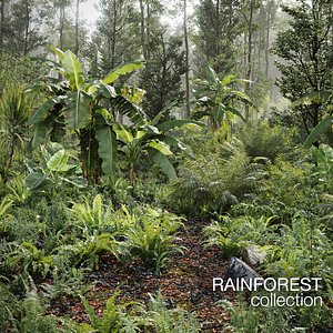 Rainforest Collection