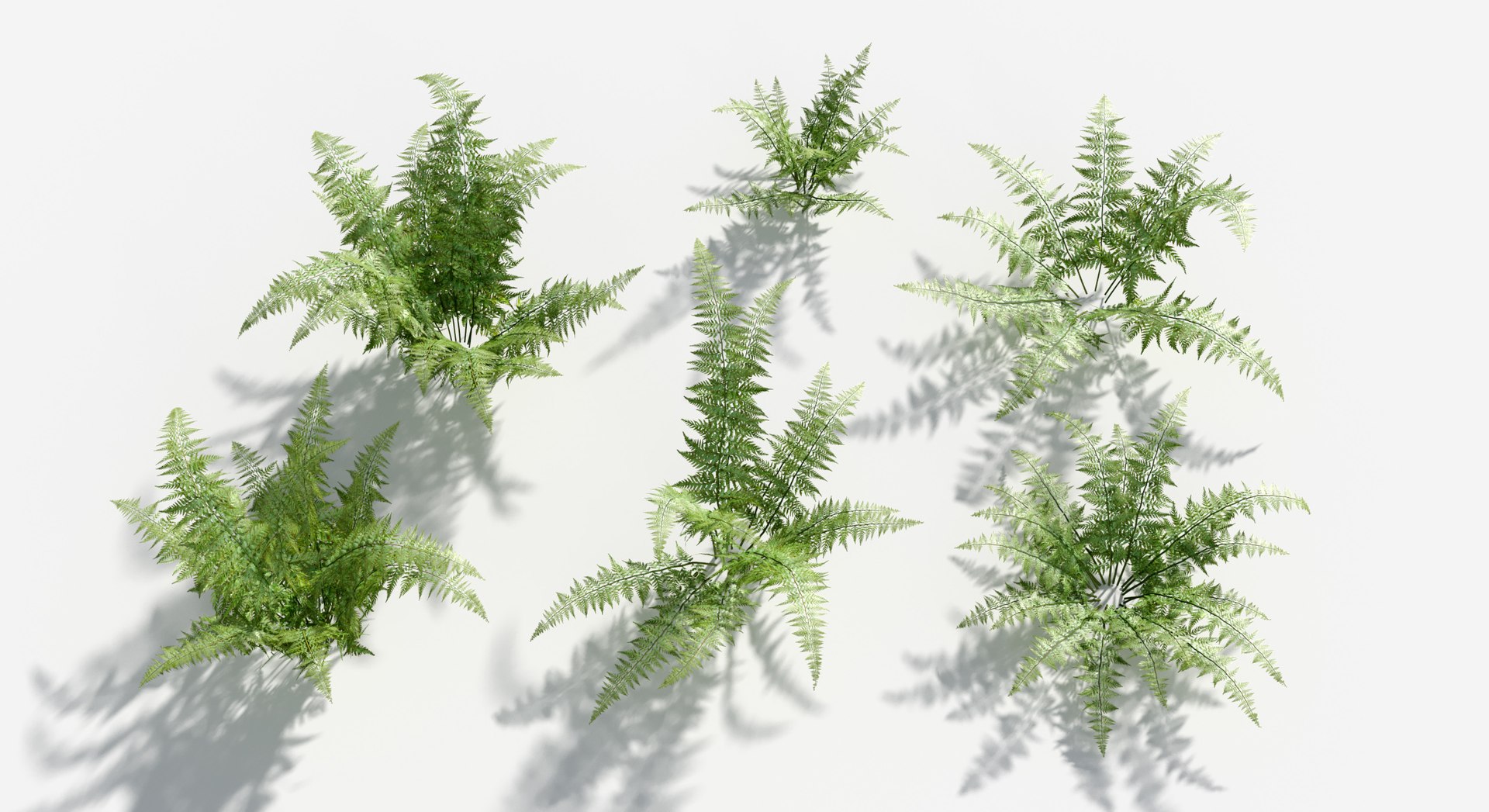 Rainforest Collection 3D https://p.turbosquid.com/ts-thumb/GL/V2msr4/zM/lans_fern2/jpg/1623161383/1920x1080/fit_q87/3883c0b2e20e391d744ace0fa50116663ec6c920/lans_fern2.jpg
