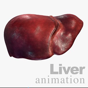 3D Liver Animation model