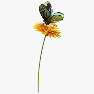Yellow Gerbera Flower with Queen Alexandras Birdwing Butterfly Fur 3D