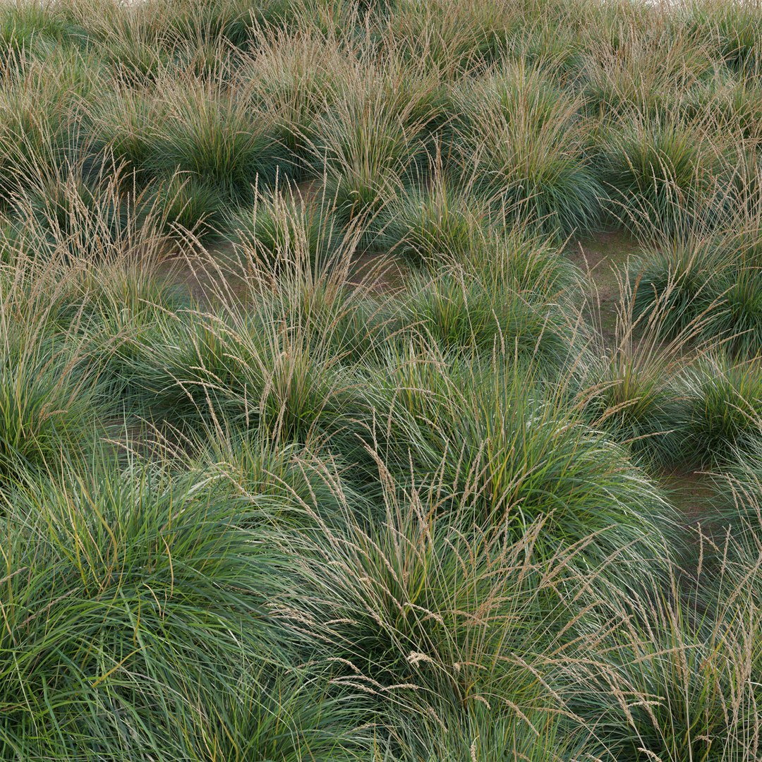 3D Model Muhlenbergia Rigens - Deer Grass - TurboSquid 2212622