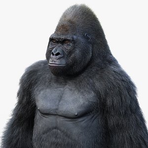 3D GORILLA 3 static version XGEN-CORE