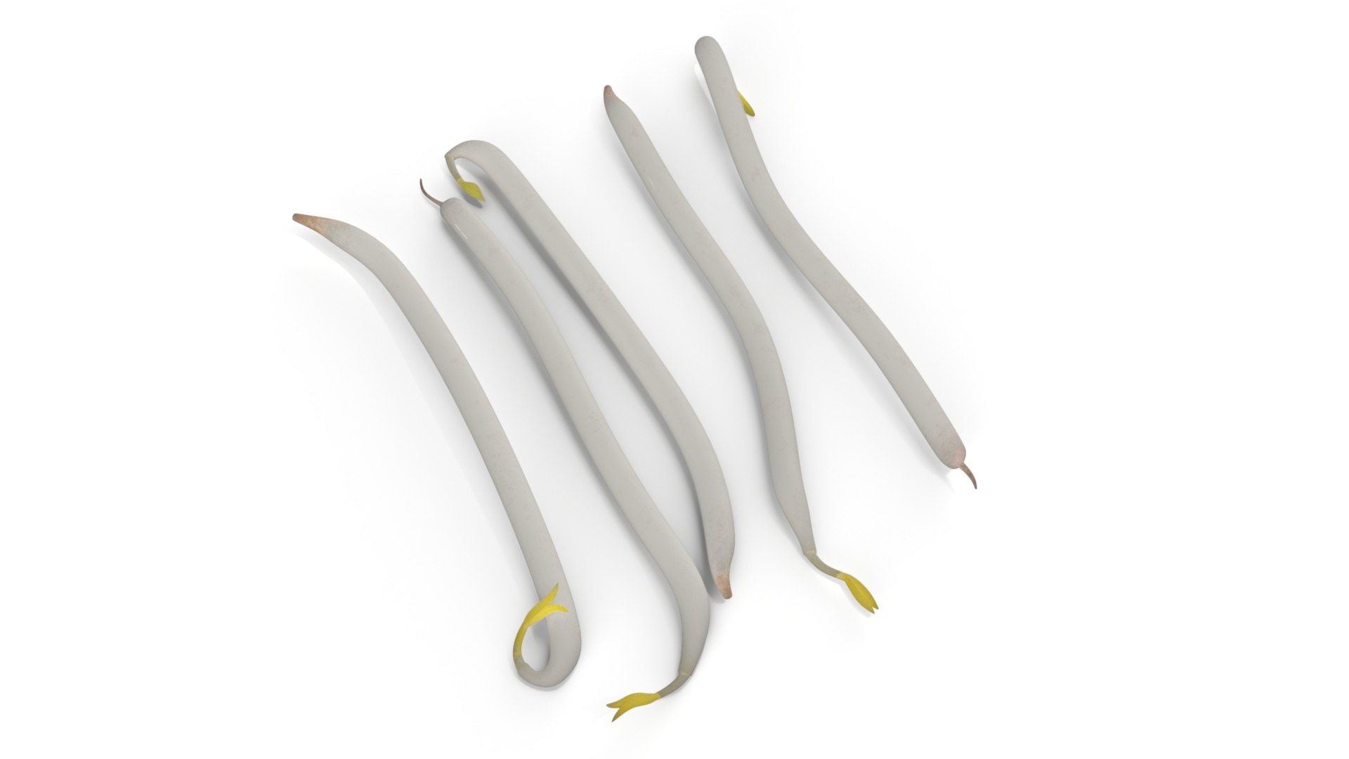 3D Fresh Bean Sprouts Isolated model https://p.turbosquid.com/ts-thumb/GM/VQ4Npr/GD/fresh_bean_sprouts_isolated_002/jpg/1753642739/1920x1080/fit_q87/1949577a7e041f17de2549ac4b38f053650d455b/fresh_bean_sprouts_isolated_002.jpg