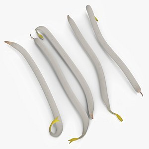 3D Fresh Bean Sprouts Isolated model