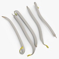 Fresh Bean Sprouts Isolated