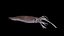 Realistyczny model squid 3D
