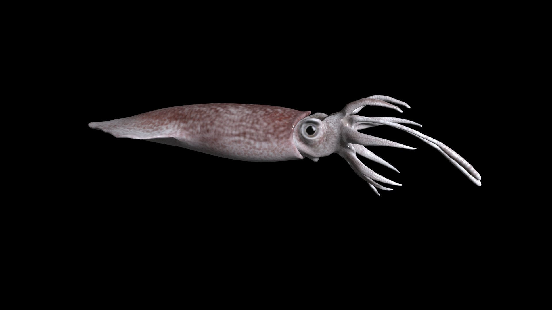 Max Squid Realistic Animation