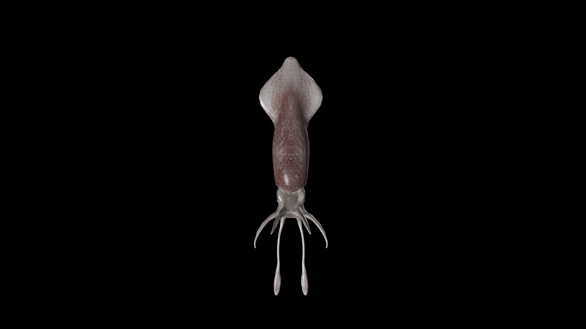 max squid realistic animation https://p.turbosquid.com/ts-thumb/GM/ix475r/GsOIypKo/l1/jpg/1433957680/1920x1080/fit_q87/3f40cc40b609d4ab59b38c0e807a63ed90594a26/l1.jpg