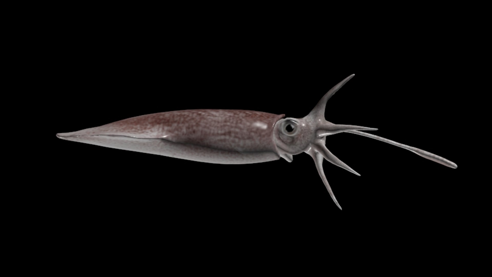 Max Squid Realistic Animation