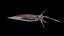 Realistyczny model squid 3D